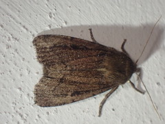 Ufeus plicatus