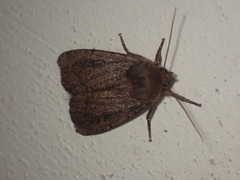 Ufeus plicatus