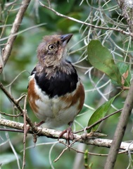 Pipilo erythrophthalmus alleni