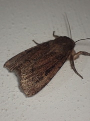 Ufeus plicatus