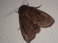 Ufeus plicatus