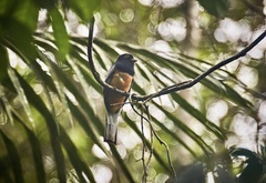 Trogon surrucura
