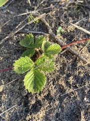 Fragaria vesca