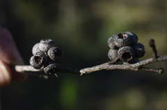 Eucalyptus tindaliae
