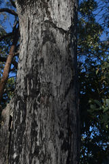 Eucalyptus tindaliae