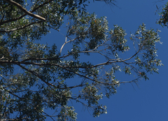 Eucalyptus tindaliae