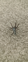 Lampona cylindrata