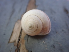 Helminthoglypta nickliniana