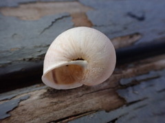 Helminthoglypta nickliniana