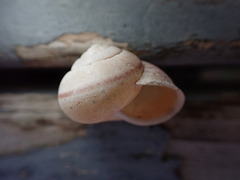 Helminthoglypta nickliniana