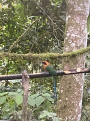 Baryphthengus martii