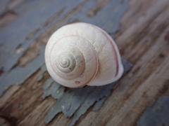 Helminthoglypta nickliniana