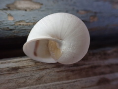Helminthoglypta nickliniana