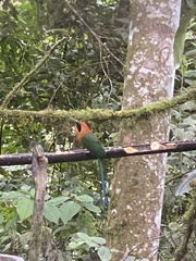 Baryphthengus martii