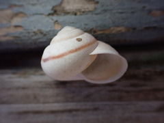 Helminthoglypta nickliniana