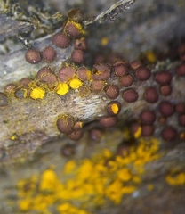 Perichaena corticalis