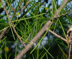 Acacia lineolata lineolata