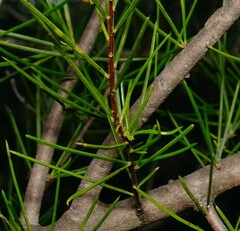 Acacia lineolata lineolata