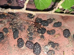 Chydarteres striatus