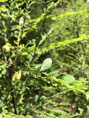 Phyllanthus gunnii