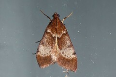 Uresiphita