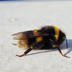 Bombus terrestris audax