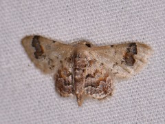 Idaea asceta
