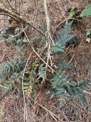 Polystichum oculatum