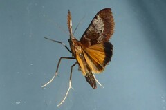 Uresiphita