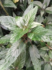 Justicia carnea