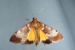 Uresiphita