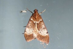 Uresiphita