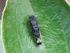 Agrilus
