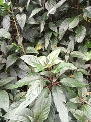 Justicia carnea