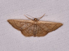 Idaea kendallaria