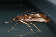 Uresiphita
