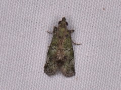 Cacotherapia flexilinealis