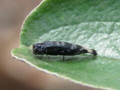 Agrilus