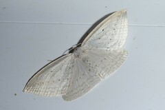 Orthoclydon praefectata