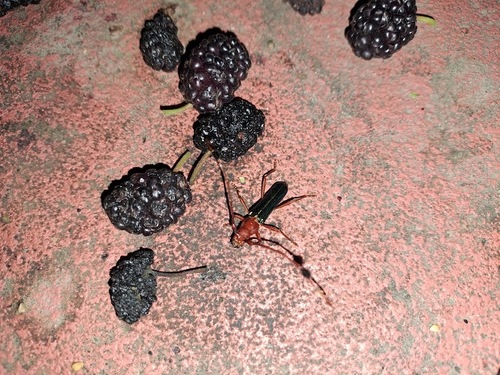 Compsocerus violaceus photo 2