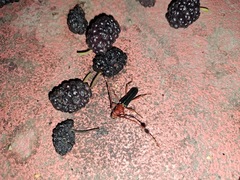 Compsocerus violaceus