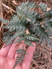 Polystichum oculatum