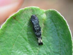 Agrilus