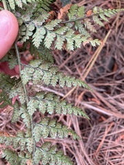 Polystichum oculatum