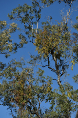 Angophora floribunda