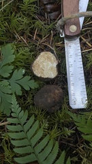 Choiromyces meandriformis