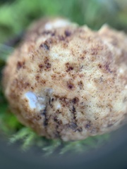 Choiromyces meandriformis