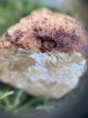 Choiromyces meandriformis