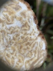 Choiromyces meandriformis