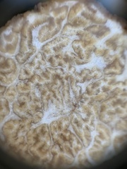 Choiromyces meandriformis